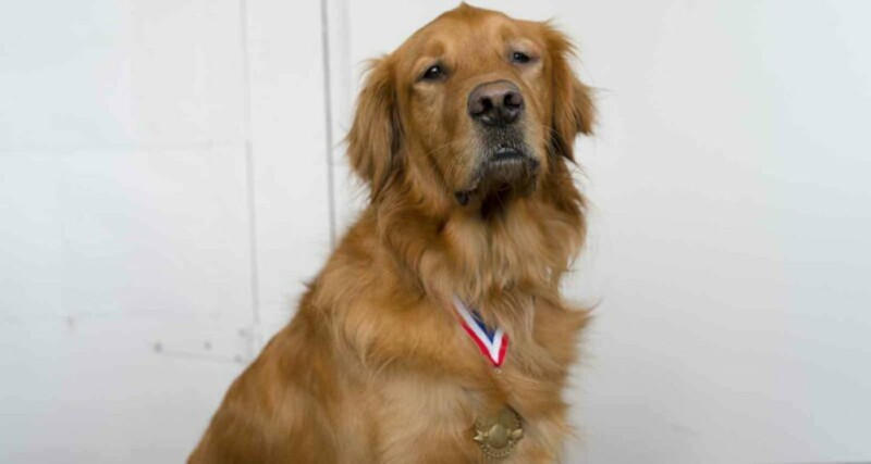 Brady the dog