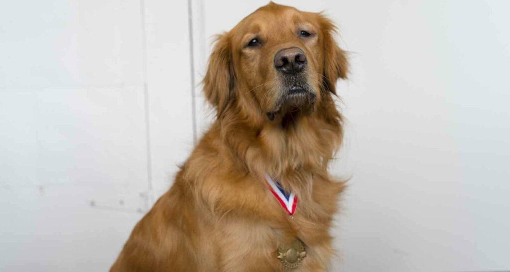 Brady the dog